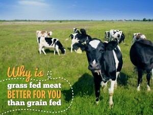 Why is grass fed meat better for you than grain fed?
