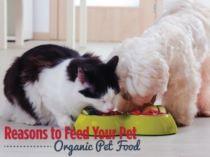 Reasons to Feed Your Pet Organic Pet Food
