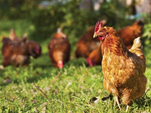 Why you Should Make the Switch to Organic Chicken