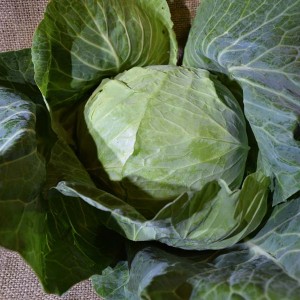 Cabbage Green Med (ea)
