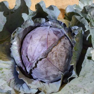 Cabbage Red MED (ea)