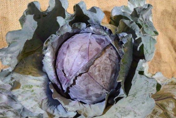 Cabbage Red MED (ea)
