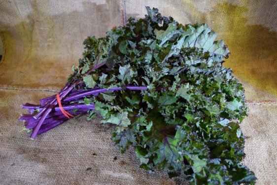 Kale Purple (Bch)