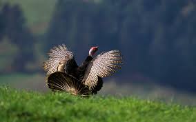 Organic Turkey – what’s so good about it?