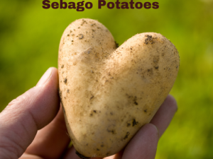 Potato is not just Potato!