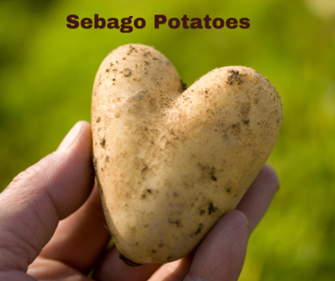 Organic Sebago Potato
