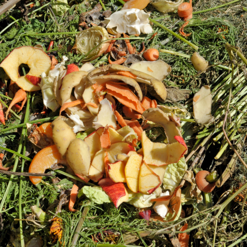 use your organic kitchen waste